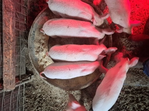 Vând purcei de 8 săptămâni  - imagine 2