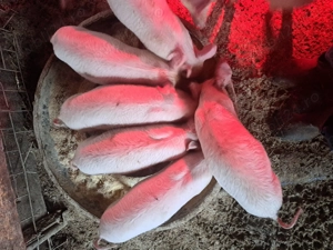 Vând purcei de 8 săptămâni 