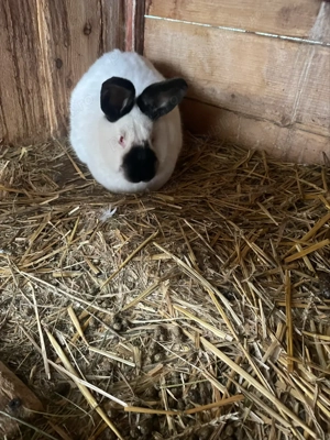 vand iepuri californian  - imagine 4