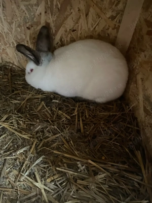 vand iepuri californian  - imagine 2