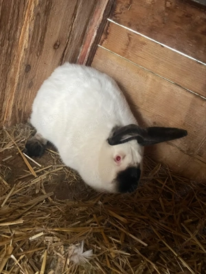 vand iepuri californian  - imagine 3