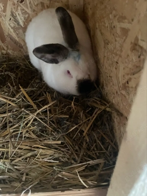 vand iepuri californian 