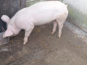 Vând purcică - imagine 2