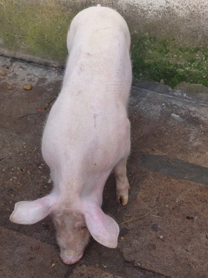 Vând purcică - imagine 5