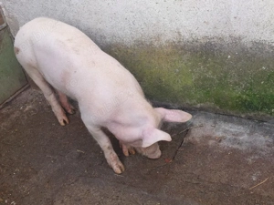 Vând purcică - imagine 4