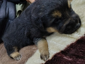 Vând pui de Ciobanesc german  - imagine 4