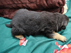 Vând pui de Ciobanesc german  - imagine 3