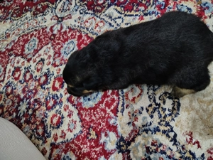 Pui Ciobanesc german 