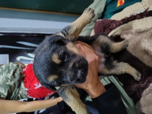 Vând pui de Ciobanesc german  - imagine 5