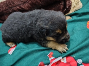 Vând pui de Ciobanesc german  - imagine 2