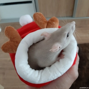 Sobolan de companie - imagine 2