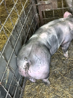 purcei.    - imagine 2