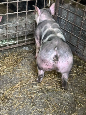 purcei.    - imagine 3