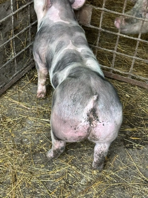 purcei.    - imagine 5