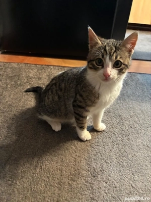 Pisicuta 3 luni pentru adoptie in Poatavari, Calarasi