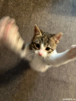 Pisicuta 3 luni pentru adoptie in Poatavari, Calarasi - imagine 2