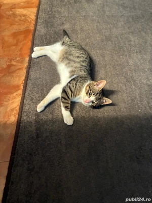 Pisicuta 3 luni pentru adoptie in Poatavari, Calarasi - imagine 3