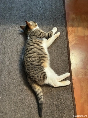 Pisicuta 3 luni pentru adoptie in Poatavari, Calarasi - imagine 4