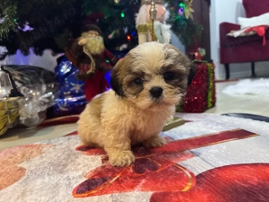 catelusa shih tzu  - imagine 3