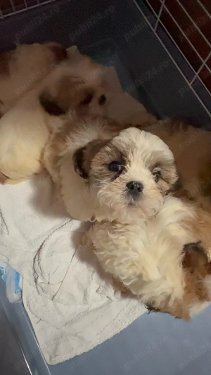 catelusa shih tzu  - imagine 4