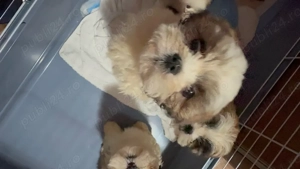 catelusa shih tzu  - imagine 2