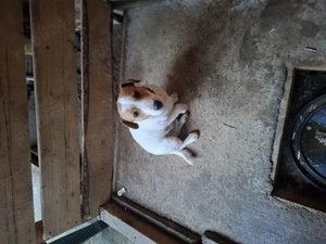 vînd o pereche de căței - imagine 2