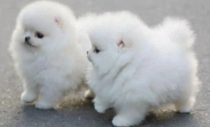 Pomeranian mini toy + transport