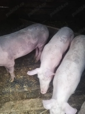 Vând purcei  - imagine 2