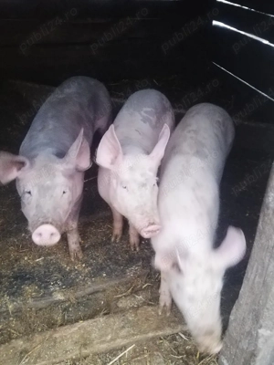 Vând purcei  - imagine 3