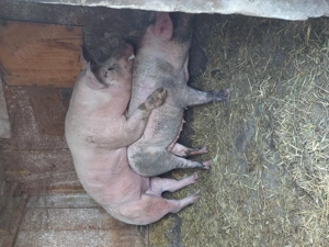 Vier pietran vând sau schimb  - imagine 2