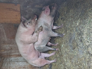 Vier pietran vând sau schimb  - imagine 3