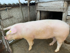 Porc pentu sacrificat 