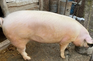 Porc pentu sacrificat  - imagine 2