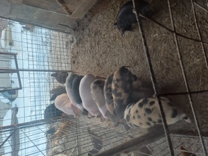 Vand purcei 8 saptamani - imagine 2