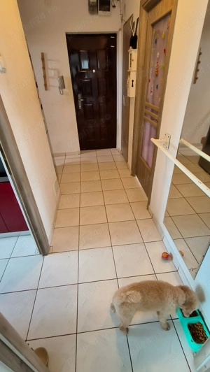 Apartament doua camere sector patru de vânzare  - imagine 7