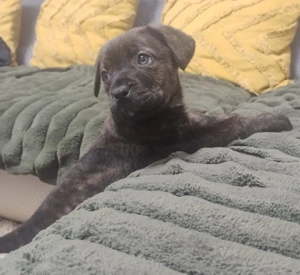 Cățeluș Cane Corso