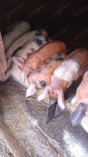 vand purcei  - imagine 5