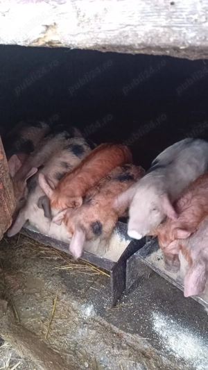 vand purcei  - imagine 4