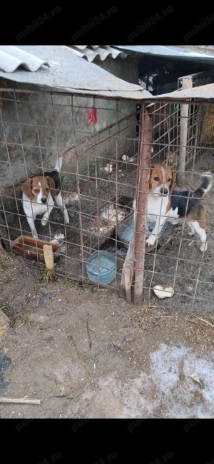 schimb o perechie de căței bigal la schimb cu rate   - imagine 5