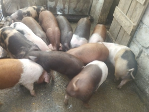 Vând porci  - imagine 2