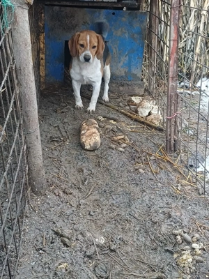 schimb o perechie de căței bigal la schimb cu rate   - imagine 4