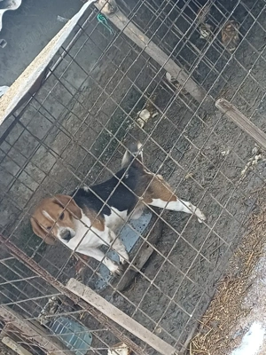 schimb o perechie de căței bigal la schimb cu rate   - imagine 2