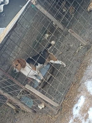 schimb o perechie de căței bigal la schimb cu rate   - imagine 3