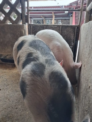 de vânzare 3 masculi 28..35 kg  rasă marele alb și petrean ofer transport 