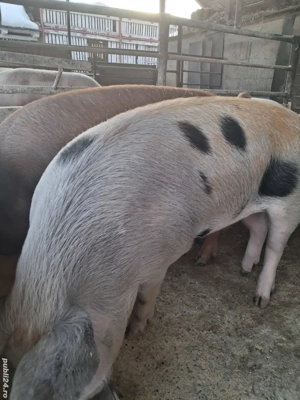 de vânzare 4 masculi 90..120 kg rasă duroc ofer transport 