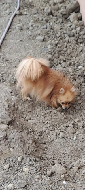 Fete si băiat de Pomeranian - imagine 5