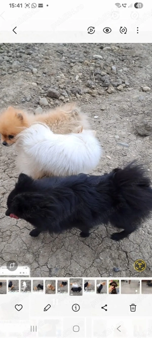 Fete si băiat de Pomeranian - imagine 3