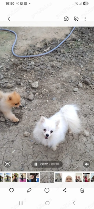 Fete si băiat de Pomeranian - imagine 4