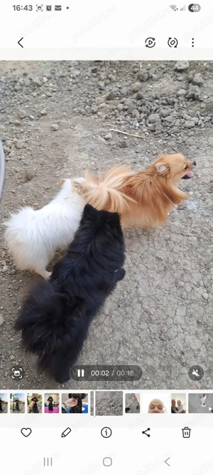 Fete si băiat de Pomeranian