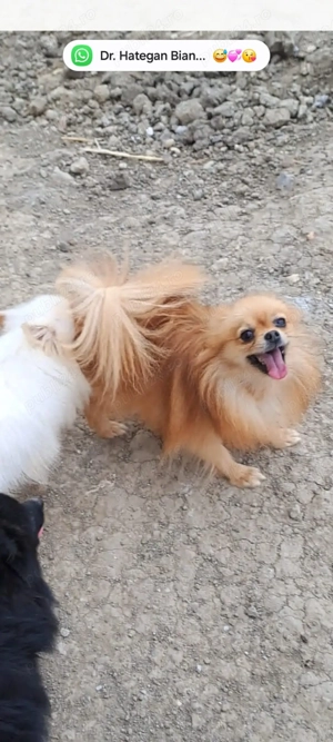 Fete si băiat de Pomeranian - imagine 2